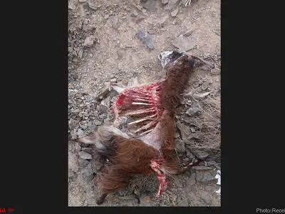  بی آبی یزد، گرگ‌های گرسنه را به روستاها کشاند+عکس
