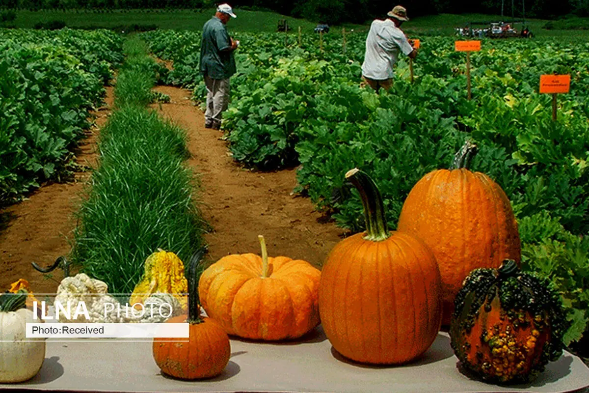 ۹ خاصیت باورنکردنی کدو حلوایی 