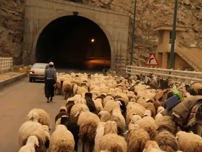 افزایش سرقت احشام در برخی مناطق روستایی خوزستان/ دامداران: جلوی نقل و انتقالات جاده‌ای احشام را بگیرید
