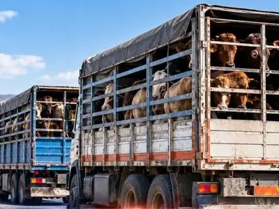 توقیف ۳ دستگاه کامیون حامل محموله ۲۸ میلیاردی احشام در کوهدشت