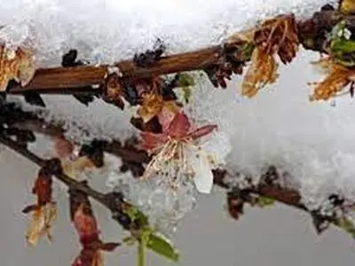 بیش از 800 میلیارد تومانی سرما به درختان خسارت وارد کرد/ دانش بنیان‌ها به این حوزه ورود کنند