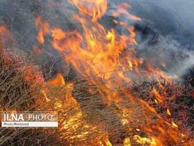 جنگل کجور نوشهر آتش گرفت
