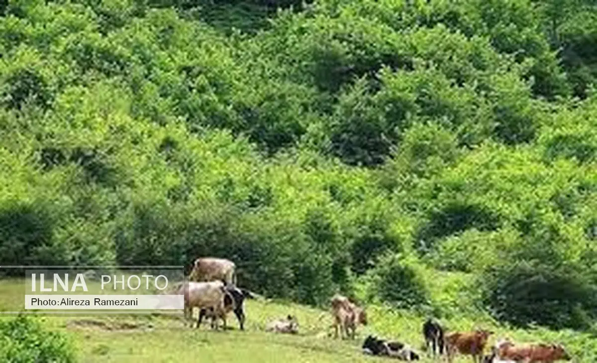 چرای دام در جنگل ها به کاهش زاد آوری جنگل منجر می شود