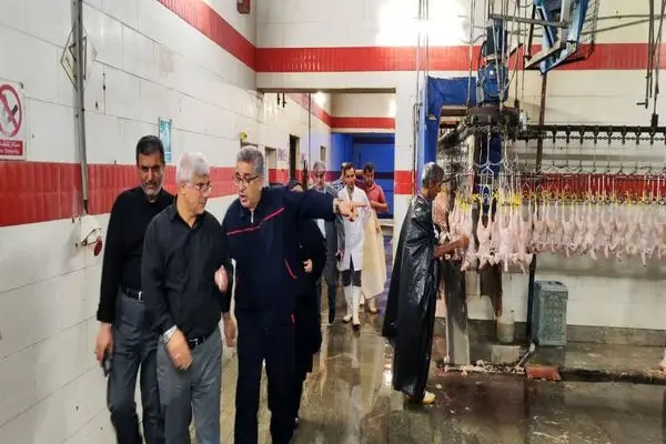 فرآیند توزیع مرغ به شکل مناسبی د رگلستان در حال انجام است