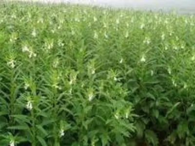 پیش بینی برداشت یک هزار تن کنجد از مزارع دزفول 