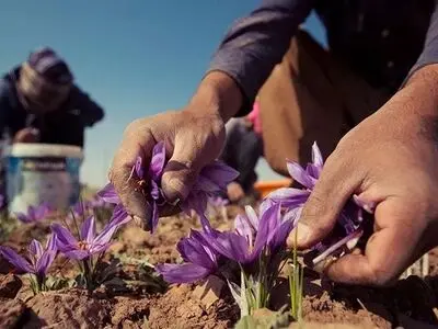 سهم ایران از بازار جهانی زعفران رو به افول است /  زعفران ما هنوز ناشناخته است