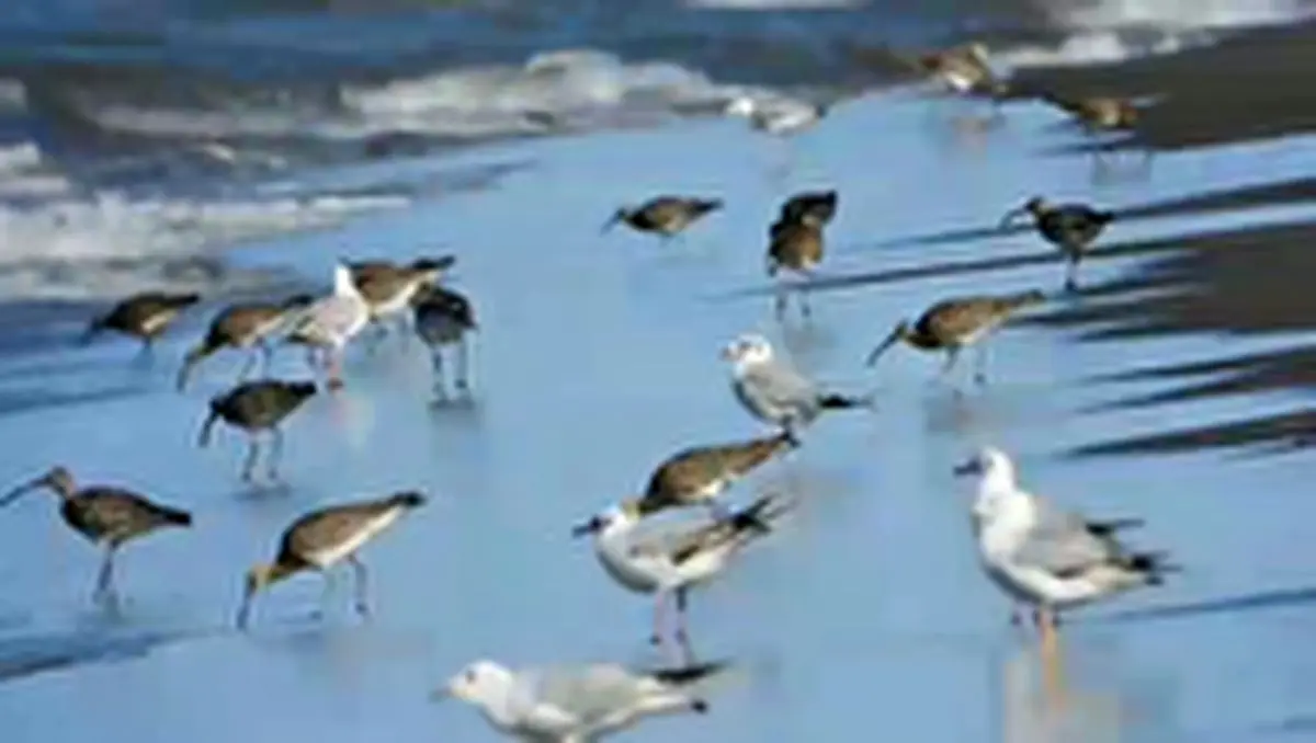 مشاهده حدود ۴۰۰ پرنده مهاجر گیلانشاه ابرو سفید در گیلان