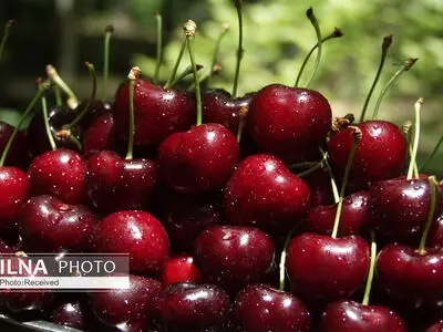 300 تن محصول باغی قزوین به روسیه صادر شد