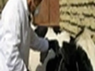 یک راس دام سلی در عید قربان توسط اکیپ‌های دامپزشکی عجب شیر ضبط شد