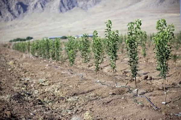 توضیح سازمان منابع طبیعی درباره طرح کاشت یک میلیارد درخت در ایران 