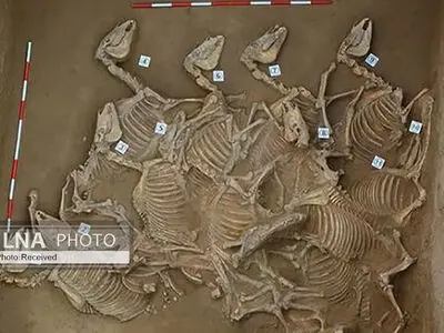 کشف گودال‌های قربانی مملو از اسکلت اسب در شهر عصر برنز در چین