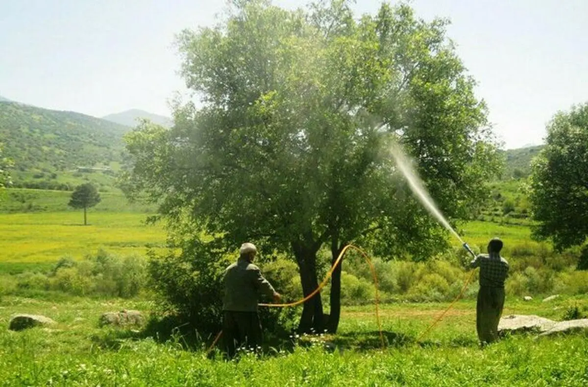 مبارزه با آفات و بیماری‌های جنگلی در ۷۵ هکتار از اراضی پاسارگاد