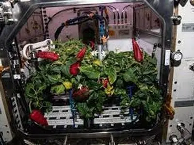  پرورش فلفل در ایستگاه فضایی + عکس