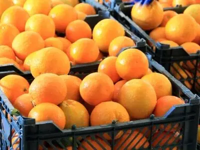 عرضه میوه بازار شب عید از ۲۶ اسفند در هرمزگان