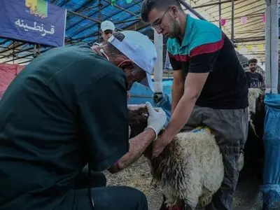 قیمت هر کیلوگرم دام زنده بهداشتی سبک ۳۴۰ هزار تومان