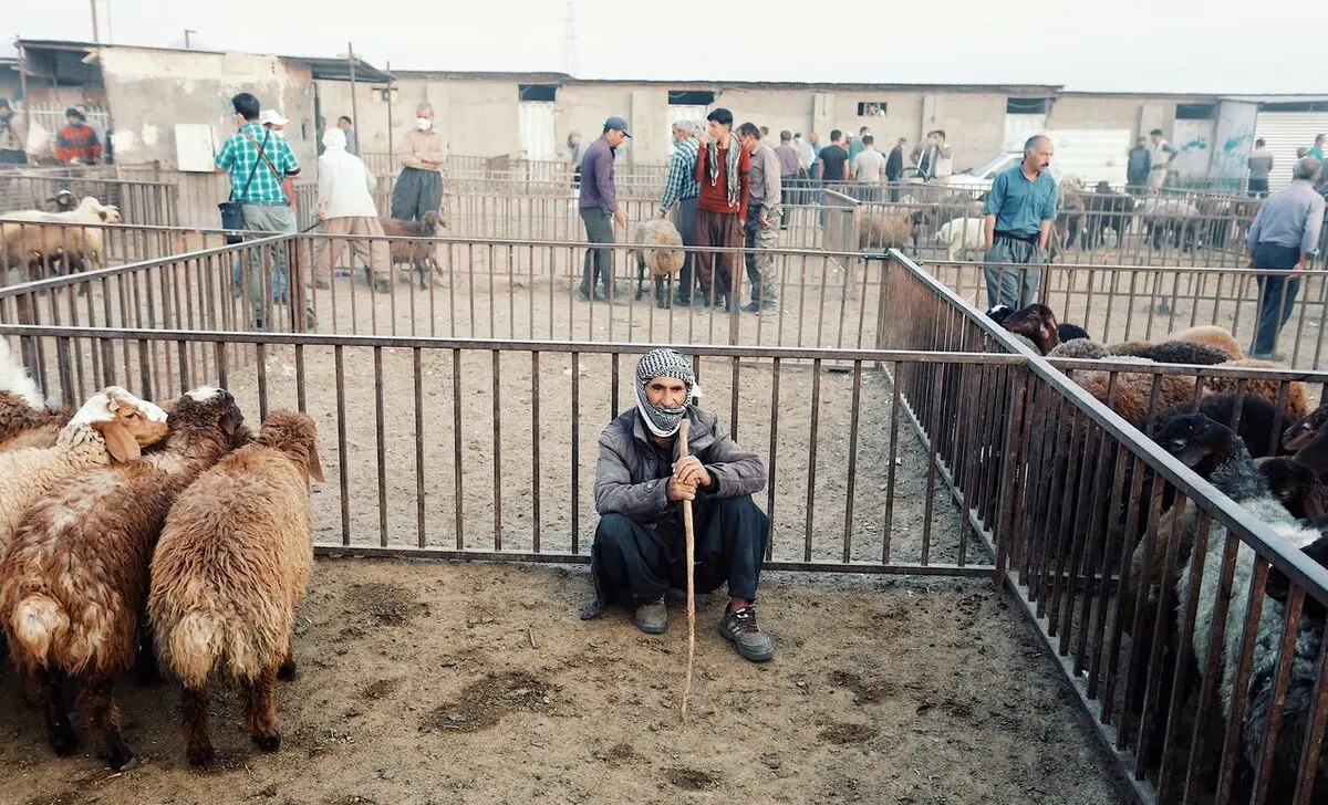 محرومیت میدان دام کاشمر از آب لوله کشی و بهداشتی