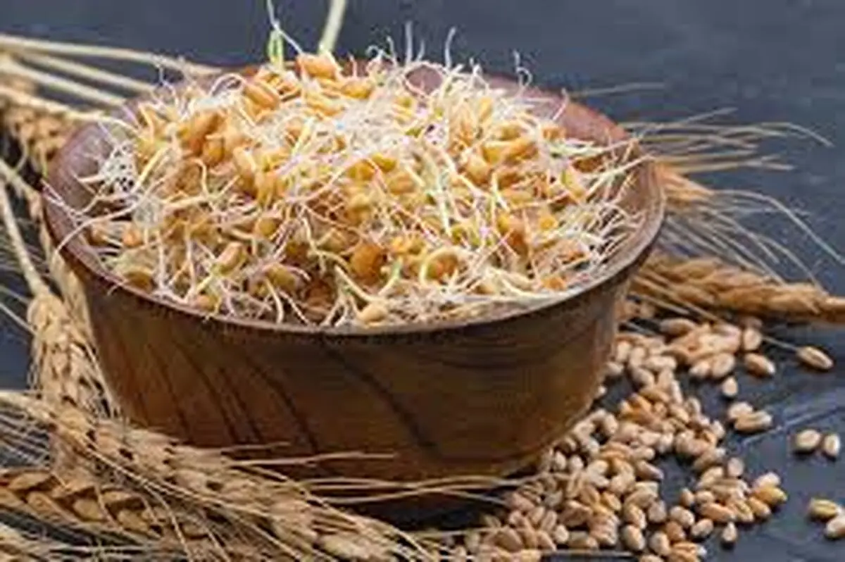 جوانه گندم؛ درمان طبیعی و مؤثر برای پاکسازی و سلامت کلیه‌ها/فیلم