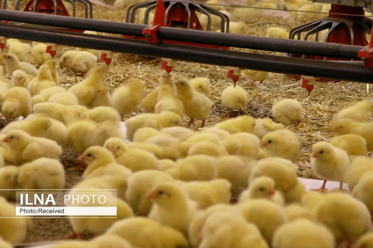 جوجه ریزی در مرغداری‌های قزوین 33 درصد افزایش یافت