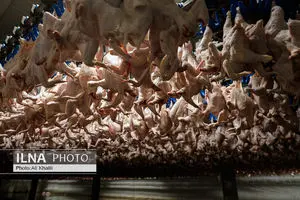 وقفه در تولید معنا ندارد