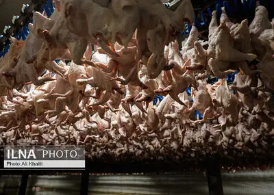 وقفه در تولید معنا ندارد 