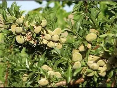 برداشت یک هزار و ۴۳۰ تن بادام از باغات بروجرد
