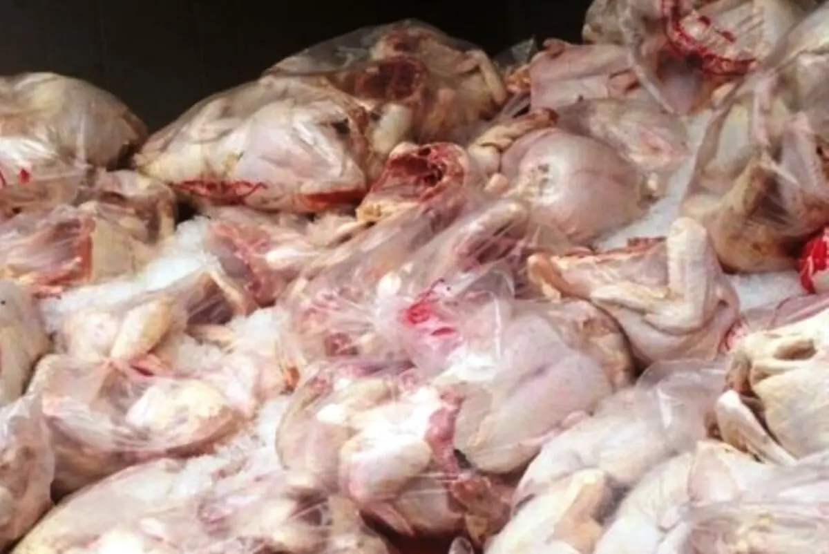  ذبح و بسته‌بندی غیربهداشتی گوشت مرغ در یک واحد مسکونی