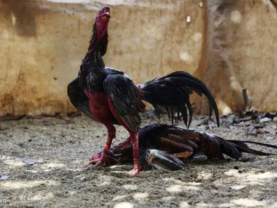 مبارزه خروس‌ها در کوبا‎ (عکس)