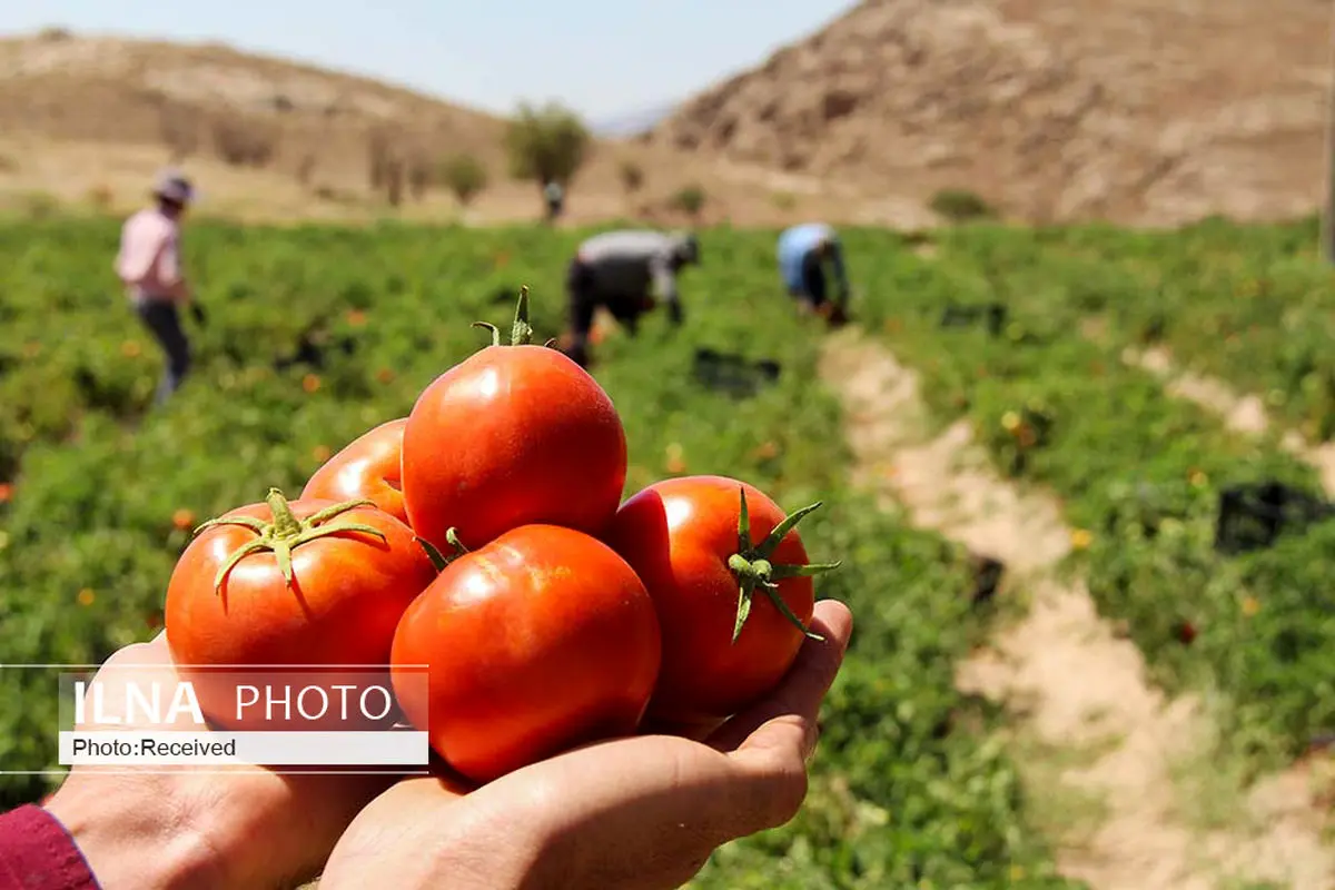 آغاز کشت نشایی گوجه فرنگی در اراضی کشاورزی قزوین