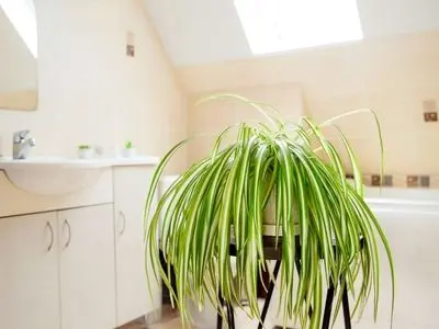 ۴ گیاه مناسب برای حمام