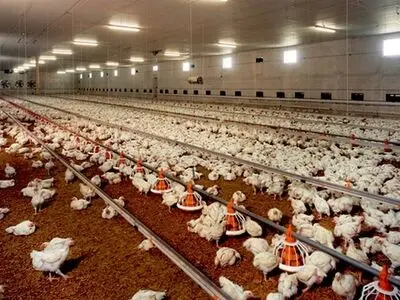 کاهش 68 درصدی کانون بیماری‌های طیور در استان مرکزی
