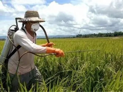 بیش از ۳۳ هزار هکتار از علف‌های هرز مزارع گندم و جو سمپاشی شد 