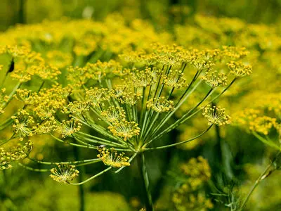 ۹۷ درصد رازیانه ایران و ۳۰ درصد رازیانه جهان در همدان تولید می‌شود