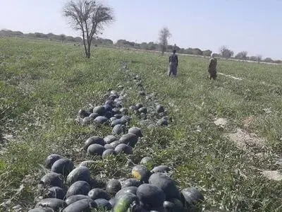 افتتاح ۶۹۶ طرح بخش کشاورزی سیستان و بلوچستان آغاز شد