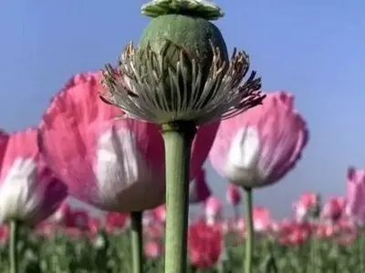 موفقیت کشت آزمایشی شقایق اُلی‌فرا در ایران؛ گامی برای تأمین ۳۰ تن مورفین دارویی
