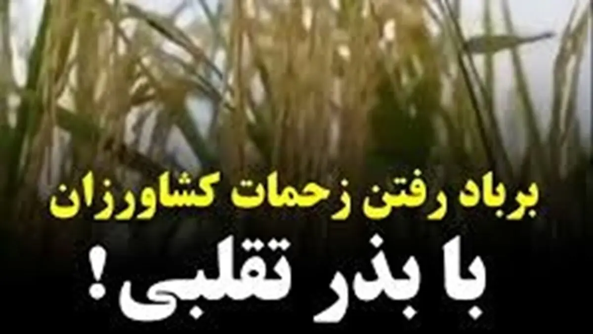 محکومیت ۵۲۰ میلیون ریالی  فروشنده بذر تقلبی در دزفول