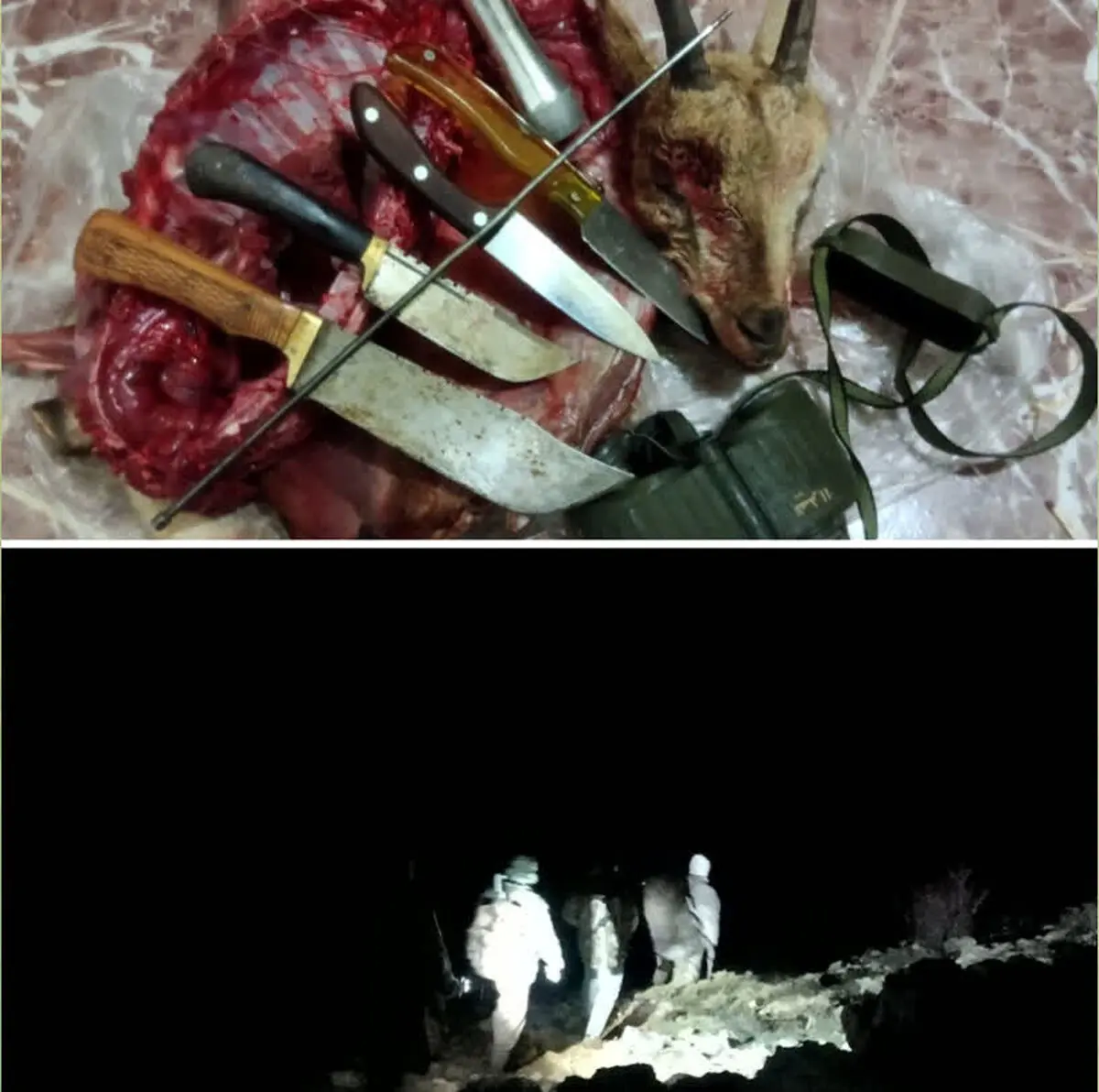 متخلفان شکار حیات‌وحش و کشف لاشه کل وحشی در منطقه حفاظت‌ شده قیصری چهارمحال و بختیاری دستگیر شدند