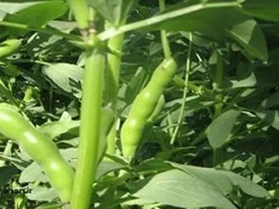 پیش‌بینی برداشت ۱۰ تن در هکتار باقلا از اراضی سرپل ذهاب