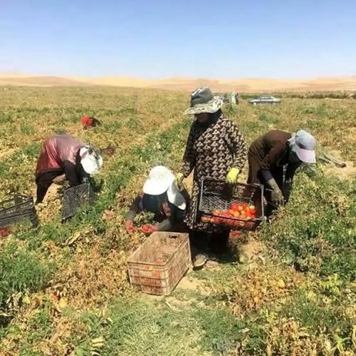 زندگی سخت زنان کارگر سقزی در مزارع کشاورزی/ نه بیمه داریم نه دستمزد مناسب/ کارفرمایان استثمار می‌کنند