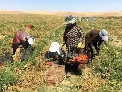 زندگی سخت زنان کارگر سقزی در مزارع کشاورزی/ نه بیمه داریم نه دستمزد مناسب/ کارفرمایان استثمار می‌کنند