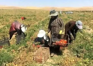 زندگی سخت زنان کارگر سقزی در مزارع کشاورزی/ نه بیمه داریم نه دستمزد مناسب/ کارفرمایان استثمار می‌کنند