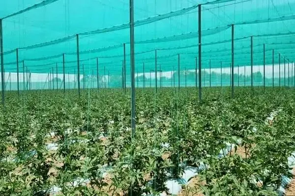 توسعه گلخانه‌های اقلیمی در ۹ شهرستان فارس