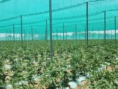 توسعه گلخانه‌های اقلیمی در ۹ شهرستان فارس