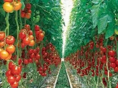 سطح زیر کشت گیاهان تراریخته در دنیا 200 میلیون هکتار است