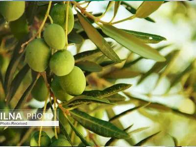 2500 اصله درخت زیتون طارم جوانسازی می‌شود