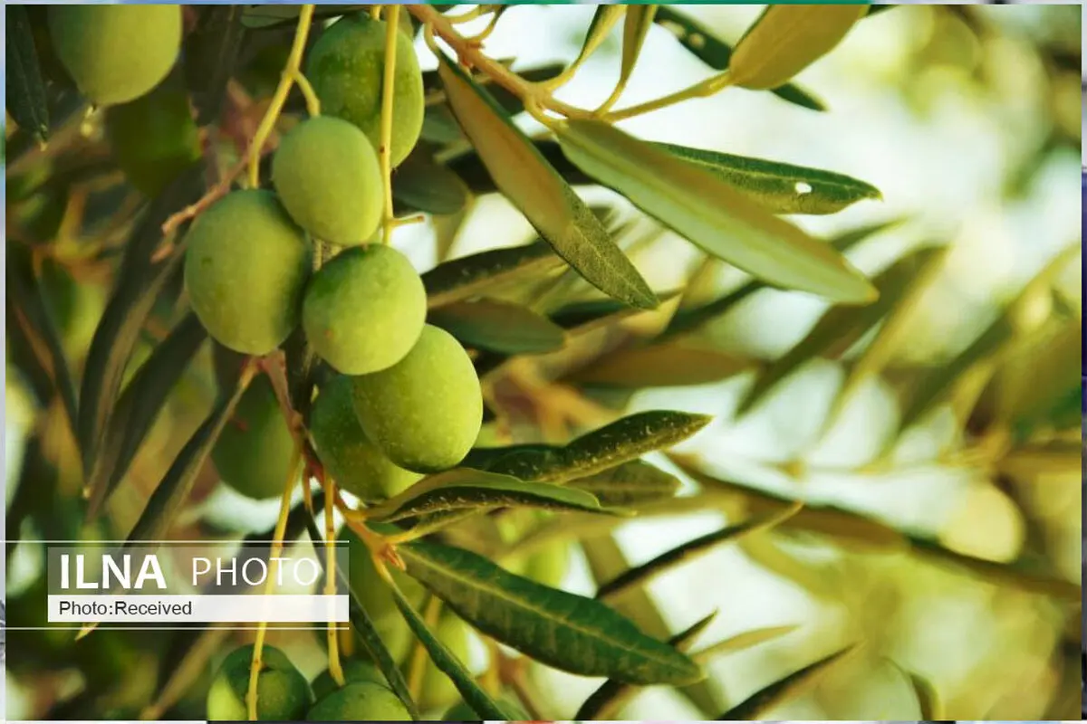 2500 اصله درخت زیتون طارم جوانسازی می‌شود