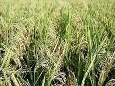 آغاز برداشت راتون در شالیزارهای گیلان