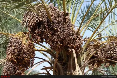  پیش‌بینی می‌شود امسال ۲۳۰ هزار تن خرما در استان تولید شود