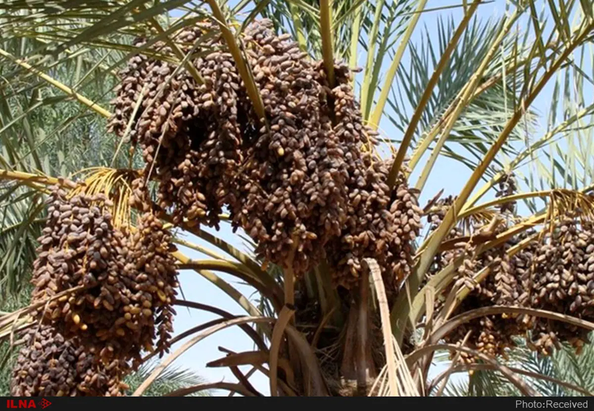 مشارکت سازمان مرکزی تعاون روستایی در خرید حمایتی خرمای استعمران خوزستان