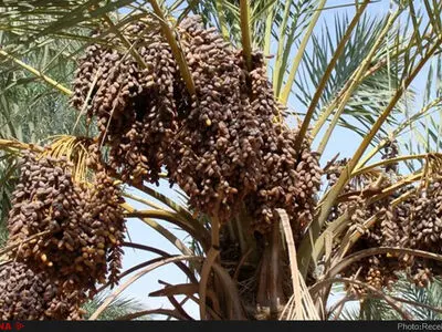  پیش‌بینی می‌شود امسال ۲۳۰ هزار تن خرما در استان تولید شود