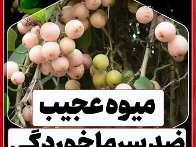 این میوه ضدسرماخوردگی است + فیلم